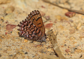 Eastern Pine Elfin